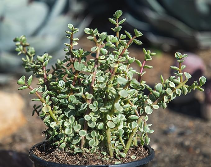 Succulents Plants Live Indoor Plants, Portulacaria Variegata Live Houseplants, Live Succulents Live Plants Indoor Succulent Plants, Indoor Plant Real Succulents Plants House Plants by Plants for Pets