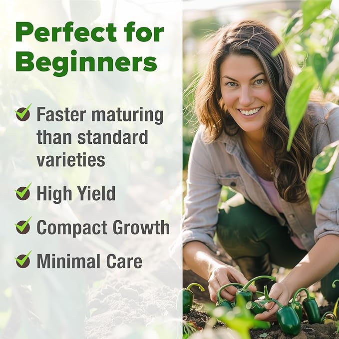 HOME GROWN Jalapeno Pepper Seeds (Capsicum annuum) - High Germination, Non-GMO Heirloom Seeds - 129 Hot Pepper Seeds for Planting - Easy to Grow, Early Harvest Jalapeno Seeds for Enthusiast