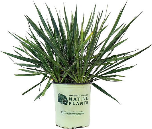 American Beauties Native Plants filamentosa 'Excalibur' (Yucca) Shrub, 2-Size Container, White Flowers