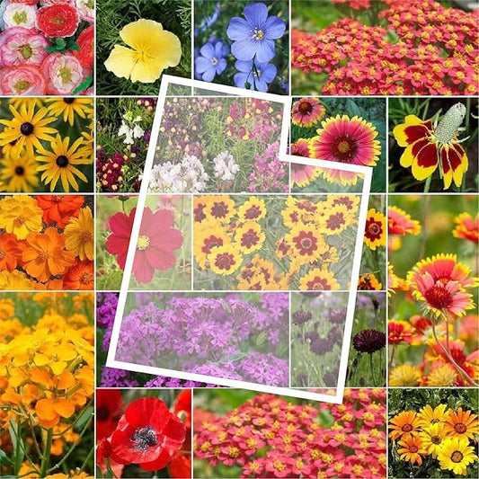Eden Brothers Utah Wildflower Mixed Seeds for Planting, 1 lb, 480,000+ Seeds with Snapdragon, Yarrow | Attracts Pollinators, Plant in Spring or Fall, Zones