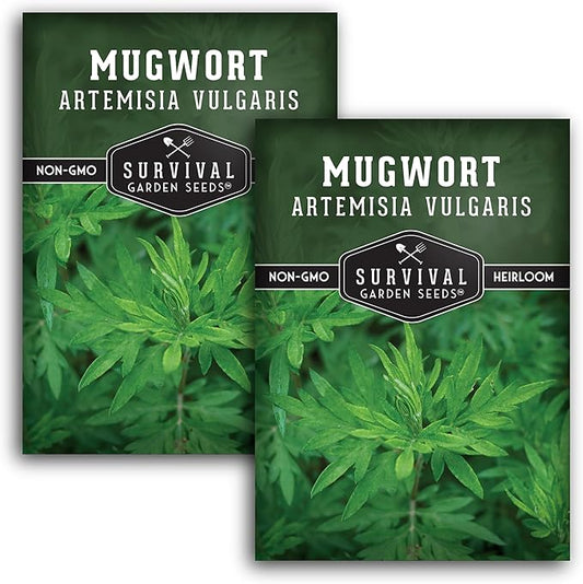 Common Mugwort Seed for Planting - 2 Packets with Instructions to Plant and Grow Artemisia Vulgaris in Your Home Vegetable Garden - Non-GMO Heirloom Variety - Survival Garden Seeds