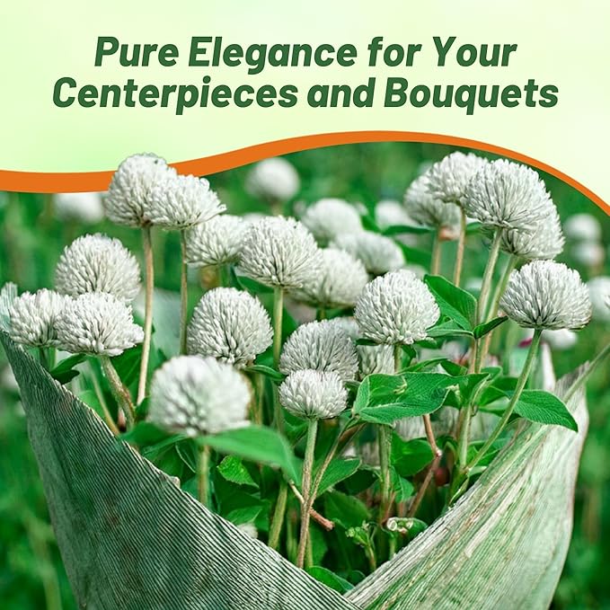 Outsidepride 1000 Seeds Annual White Gomphrena Globosa Flower Seed for Planting