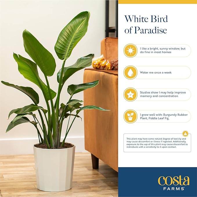 Costa Farms White Bird of Paradise, Live Indoor Plant in Nursery Plant Pot, Potting Soil Mix, Tropical Air Purifying Houseplant, Home and Office Decor, Unique Plant Gift, 3-4 Feet Tall