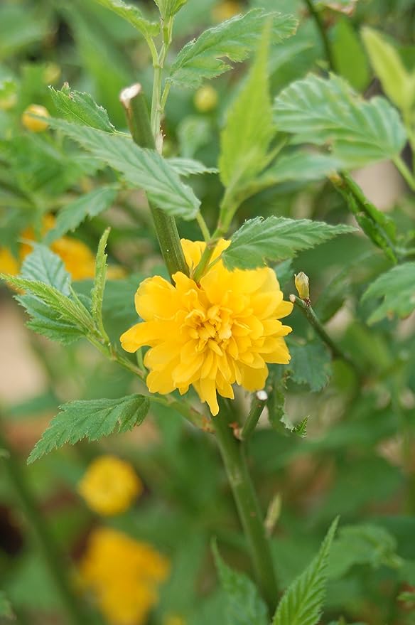 Kerria japonica 'Golden Guinea' (Japanese Kerria) Shrub, yellow flowers, #2 - Size Container
