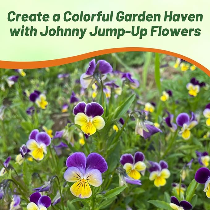 Outsidepride 5000 Seeds Perennial Viola Johnny Jump Up Flower Seeds for Planting