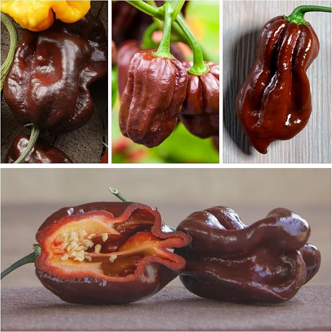 Seed Needs, Chocolate Habanero Pepper Seeds - 60 Heirloom Seeds for Planting Capsicum chinense - 100,000 to 350,000 Scoville Units, Non-GMO & Untreated (1 Pack)