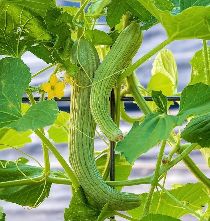 Burpee 'Armenian' Cucumber Seeds, 100 Non-GMO seeds, Heirloom