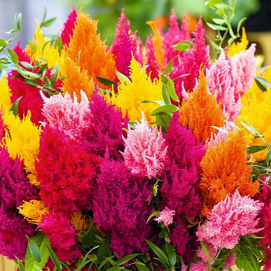 Mix Celosia Seed for Planting - Celosia Cristata Cockscomb Woolflower Non-GMO Seeds for Planting Exotic Flower - 100 Seeds