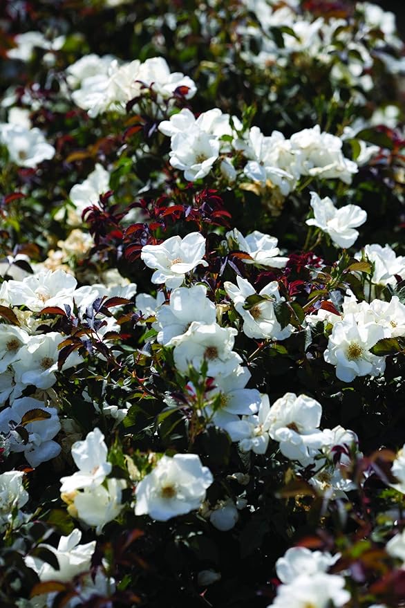 Green Promise Farms Rosa Knock Out` (Reblooming) Rose, 2 Size Container, white flower