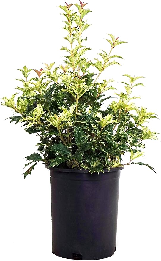 Osmanthus heterophyllus 'Goshiki' (False Holly) Evergreen, #1 - Size Container