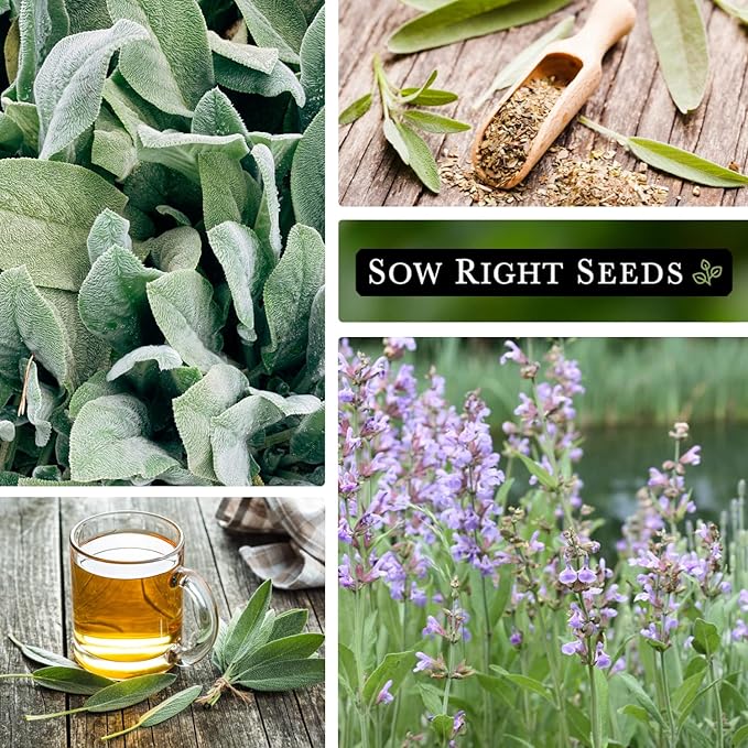 Sow Right Seeds - Sage Seeds for Planting - Non-GMO Heirloom Packet with Instructions to Plant and Grow Kitchen Herb Garden - Indoor or Outdoor - Great for Pollinators - Culinary Seasoning (2)