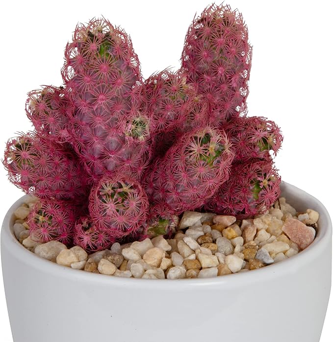 Costa Farms Live Cactus, Live Indoor Desert Gem Cactus in White Ceramic, 7-Inches Tall | Valentines Day Gift | Valentines Day Decoration