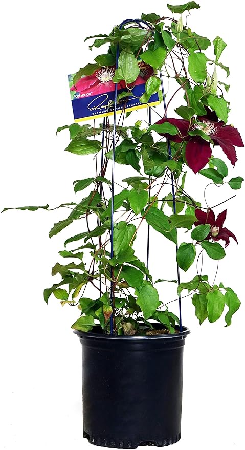 Raymond Evison Clematis - Clematis Rebecca (Clematis) Perennial, red flowers, 8`` - Size Container