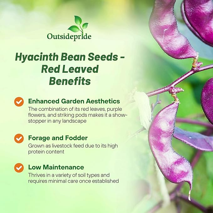 Outsidepride 200 Seeds Perennial Red Dolichos Lablab Hyacinth Bean Vine & Flower Seed for Planting