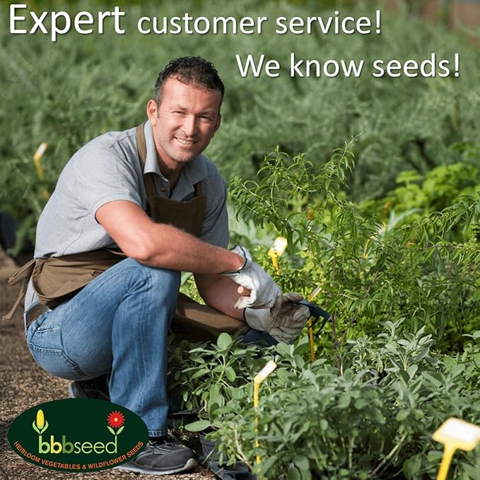 Hummingbird Nectar Wildflower Seeds - 1oz, Open-Pollinated Wildflower Seed Mix Packet, Non-GMO, No Fillers, Annual, Perennial Wildflower Seeds Year Round Planting - 1 oz