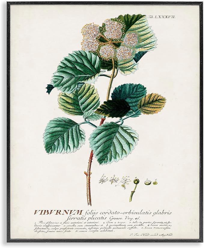 Stupell Industries Botanical Plant Illustration Seeds Vintage Design Black Framed Wall Art, Multi-Color, 16 x 20