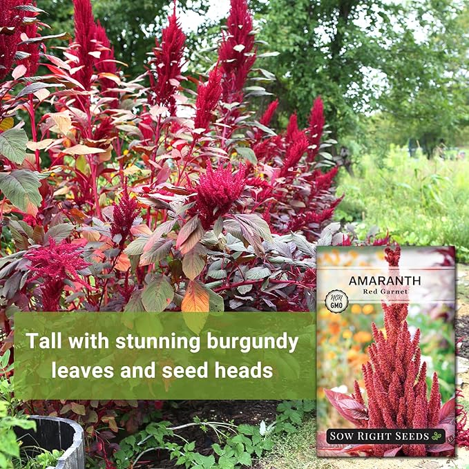 Sow Right Seeds - Red Garnet Amaranth Seeds for Planting - Non-GMO Heirloom Packet with Instructions to Plant & Grow an Outdoor Home Vegetable Garden - Colorful & Unique - Trailing Variety (1)