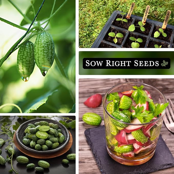 Sow Right Seeds - Cucamelon Seeds for Planting - Non-GMO Heirloom Packet with Instructions to Plant an Outdoor Home Vegetable Garden - Mini Bitter Mouse Melon, Mexican Sour Gherkin - Rare Variety (2)