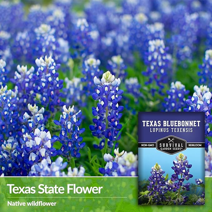 Texas Bluebonnet Seed for Planting - 1 Packet with Instructions to Plant & Grow Lupinus Texenisis in Your Home Wildflower Garden - Non-GMO Heirloom Variety- Survival Garden Seeds - Drought Resistant