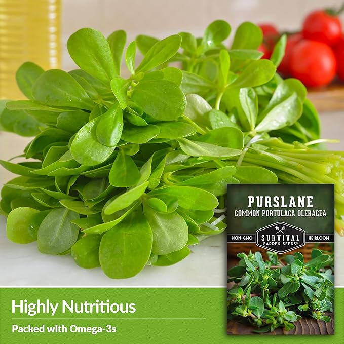 Common Purslane Seed for Planting - 2 Packets with Instructions to Plant and Grow Green Portulaca Oleracea in Your Home Vegetable Garden - Non-GMO Heirloom Variety - Survival Garden Seeds