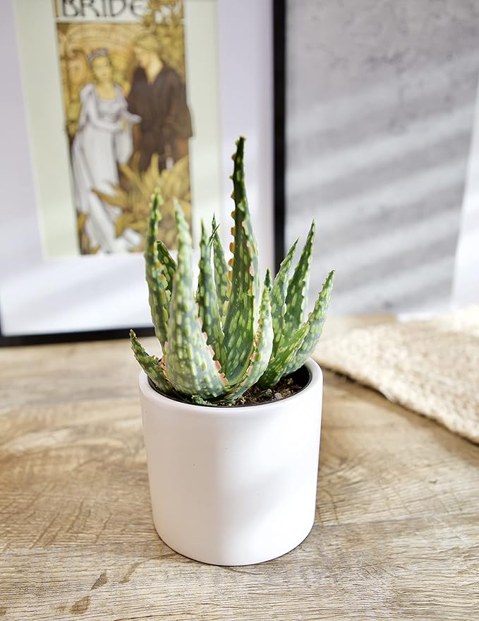 Live Aloe Plant Succulents, Succulents Plants Live in Potting Soil Mix, Potted Succulents Live Plants, Star Aloe Plants Live with Cacti Pots, Cactus Plants Live Succulent Plants by Plants for Pets