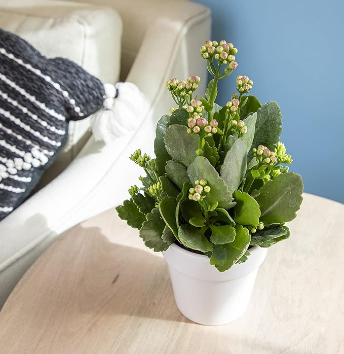 Kalanchoe Plant Succulents Plants Live Houseplants in White Planter, Live Succulents Live House Plants, Succulent Plants Live Plants Indoor Plants, Live Succulent Plant Lover Gifts by Plants for Pets
