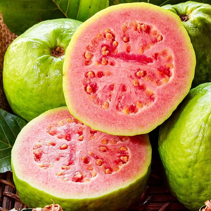 YEGAOL Garden 50Pcs Guava Seeds Red Psidium Guajava Seeds Perennial Sweet Fragrant Tropical Fruit Seeds Non-GMO Backyard Plant