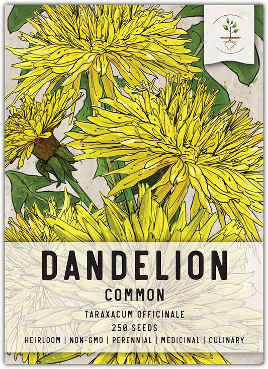 Seed Needs Dandelion Seeds for Planting - Non-GMO, Heirloom & Untreated Perennial Herbs - Organically Grow Food for Tortoises, Rabbits & Bearded Dragons (1 Pack)