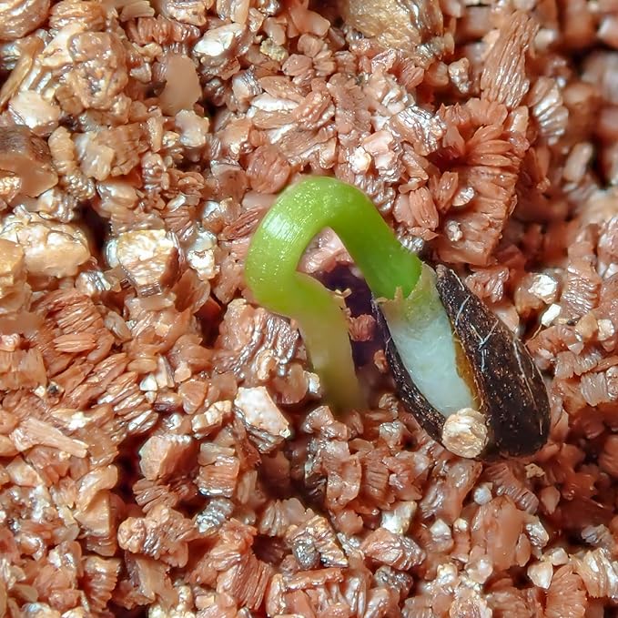 Vermiculite for Gardening 4qt, Horticultural Sand Perfect for Seed Starter or Propagation by Cutting, Soil Addictive for Aeration and Moisture Retention