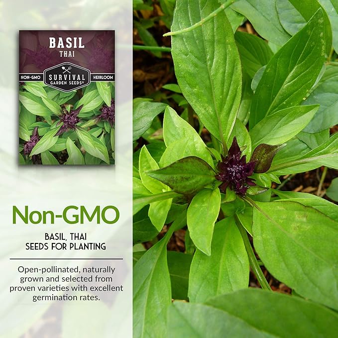 Survival Garden Seeds - Thai Basil Seed for Planting - Packet with Instructions to Plant and Grow Asian Basil Indoors or Outdoors in Your Home Vegetable Garden - Non-GMO Heirloom Variety - 5 Pack
