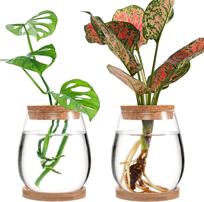 Plants Propagation Station - 2Pcs Desktop Plant Terrarium Glass Hydroponic Vases, Water Plant Propagating Jars, Gardening Gifts for Women Mom Plant Lovers (Water Drop Shape, Separated Tray Style)