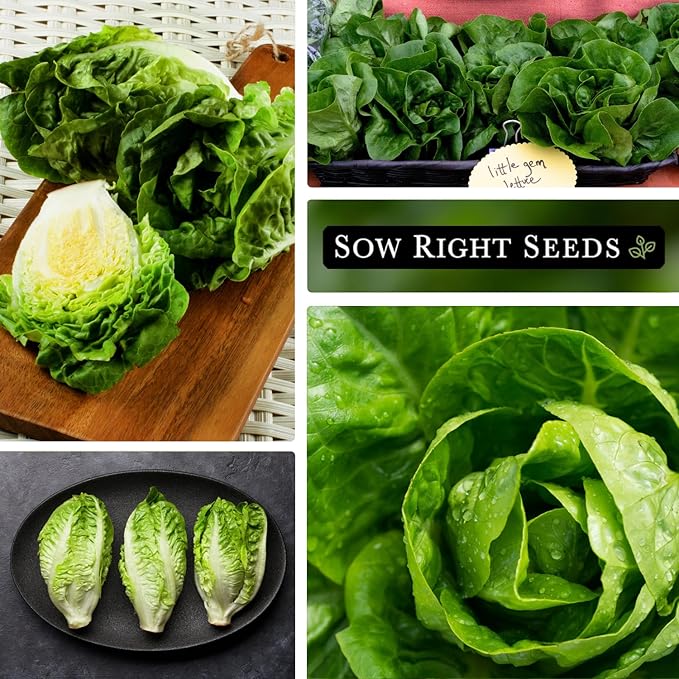 Sow Right Seeds - Little Gem Lettuce Seeds for Planting - Non-GMO Heirloom Packet with Instructions to Plant a Home Vegetable Garden - Outdoors or Indoors Hydroponics - Miniature Romaine Variety (2)