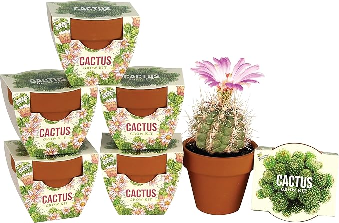 BUZZY Seeds Terracotta Mini Grow Pots | Herb, Plant, Flower Starter Kit for Kids & Adults | Mini Cactus 6-Pack, Daydream Collection | Guaranteed to Grow | Best Indoor Grow Your Own Plant