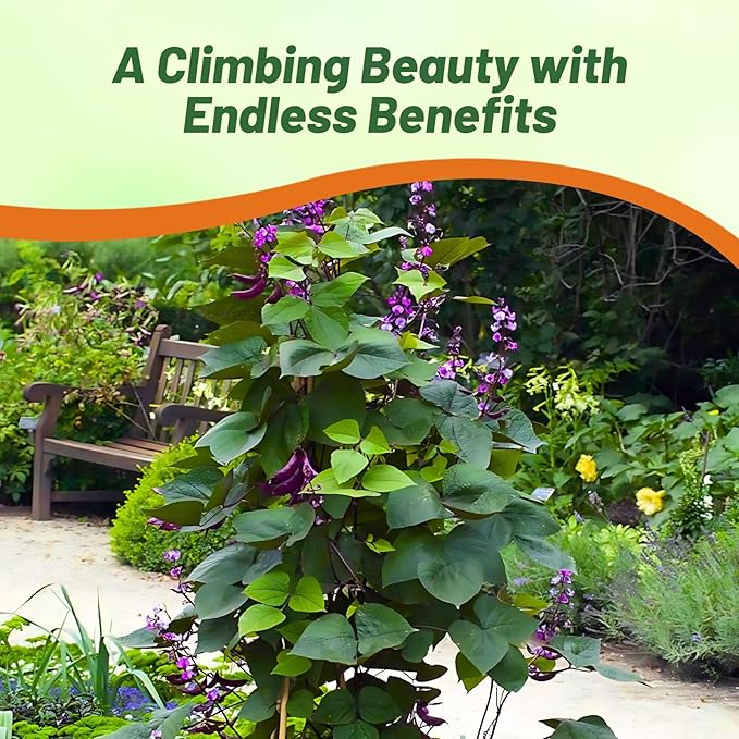 Outsidepride 100 Seeds Perennial Green Dolichos Lablab Hyacinth Bean Vine & Flower Seed for Planting
