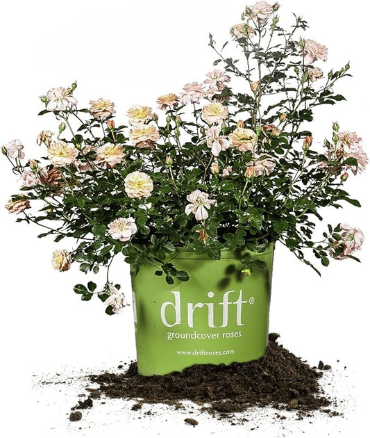 Perfect Plants Apricot Drift Rose 1 Gallon, Live Plant Includes Special Blend Plant Food & Planting Guide