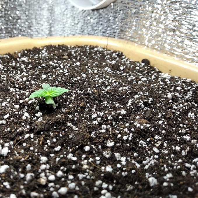 Organic Perlite for Plants, Soil Amendment for Enhanced Drainage and Growth, Ideal for Potting Mixes(2 Quart)