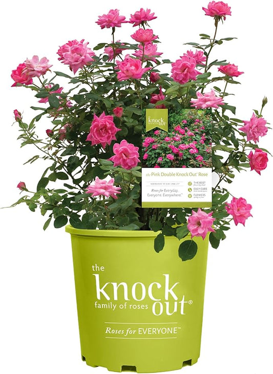 2 Gallon Knock Out Rose Double Pink with Rich Green Foliage