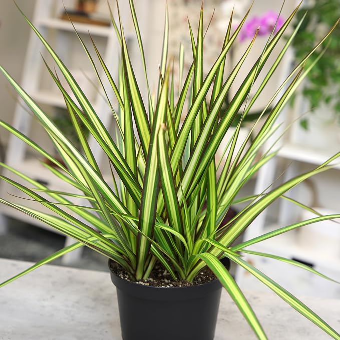 Sunray Dracaena Plant Live Dragon Tree in 6 inch Pot, Easy Plant Decor, Variegated Dracaena Marginata House Plant, Air Purifying Plant, Live Indoor Plant, Desk Plant & Office Plant by Plants for Pets