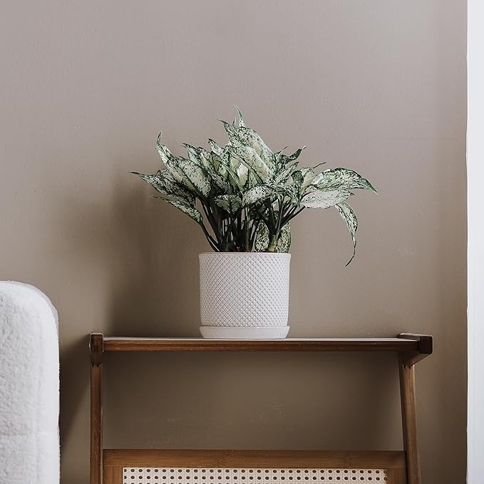 6 Inch Plant Pot: Ceramic Planter with Drainage Hole & Saucer for Indoor Outdoor Plants - Flowerpot with Bonded Tray for Home Office - Beaded Embossed Style, Cream White