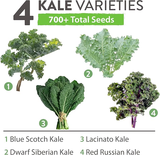 HOME GROWN 700+ Kale Seeds for Planting Outdoors or Hydroponics - Heirloom Leafy Greens Seeds 4 Variety Pack: Non-GMO Lacinato (Tuscan/Dino Kale), Blue Scotch, Dwarf Siberian, Red Russian Kale