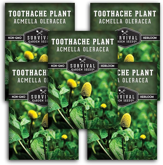 Toothache Plant Seeds for Planting - 5 Packets with Instructions to Plant and Grow Electric Daisy in Your Home Herb Garden - Non-GMO Heirloom Variety - Survival Garden Seeds