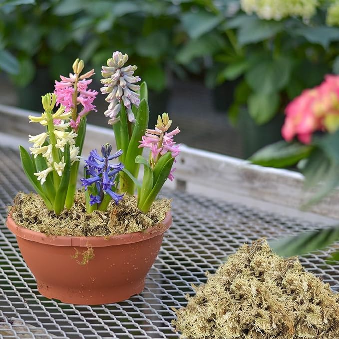 ZeeDix 500g Premium Sphagnum Moss for Plants, 25QT Natural Long Fibered Orchid Moss Sphagnum Peat Moss Bulk for Carnivorous,Orchid,Sarracenia,Succulent,Venus Fly Traps and Reptiles