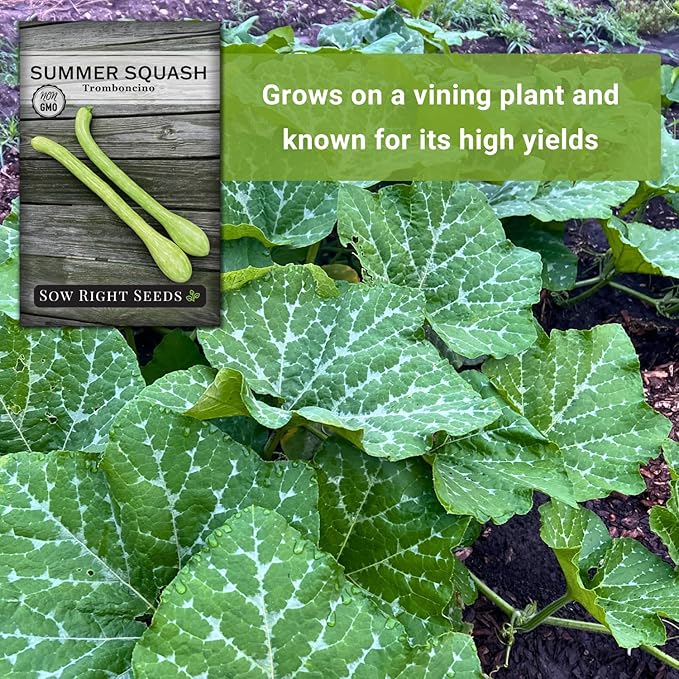 Sow Right Seeds - Tromboncino Rampicante Squash Seeds for Planting - Non-GMO Heirloom Packet with Instructions to Plant a Home Vegetable Garden - Grow Tasty Squash at Home, Great for Cooking