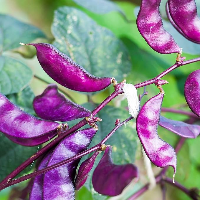 Outsidepride 200 Seeds Perennial Red Dolichos Lablab Hyacinth Bean Vine & Flower Seed for Planting