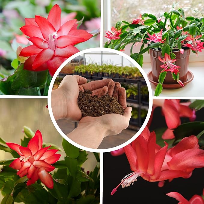 Christmas Cactus Potting Soil Mix (4 Quarts), Custom Blend for Xmas, Easter, and Thanksgiving Cactus Tropical Indoor Houseplants