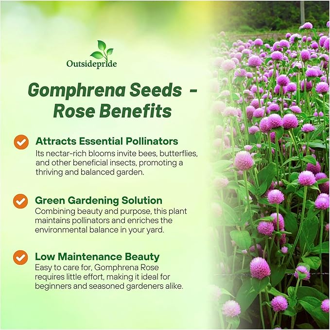 Outsidepride 2000 Seeds Annual Rose Gomphrena Globosa Flower Seed for Planting