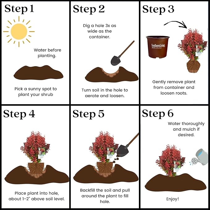 2 Gallon Southern Living Barberry Orange Rocket Shrub