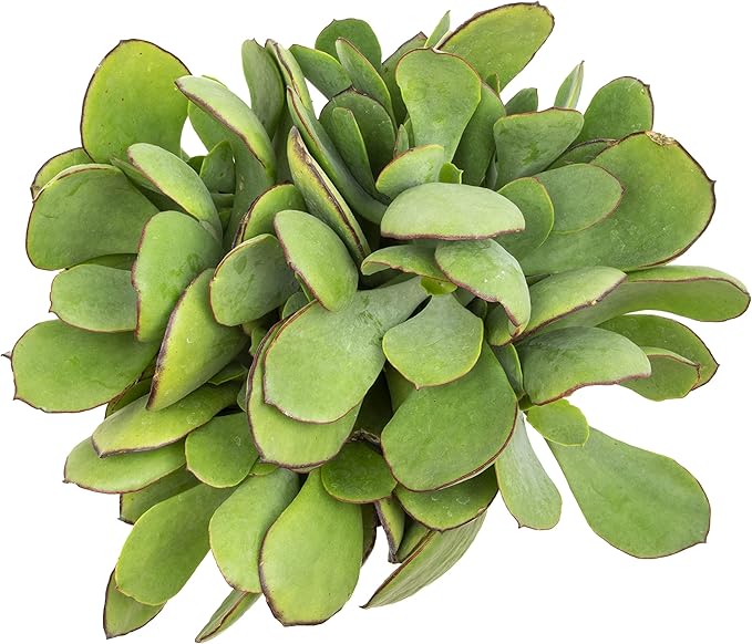 Succulents Plants Live Indoor Plants, Cotyledon Mint Truffles Live Houseplants, Live Succulents Live Plants Indoor Succulent Plants, Indoor Plant Real Succulents Plants House Plants by Plants for Pets