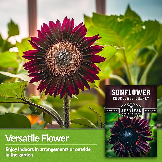 Survival Garden Seeds - Chocolate Cherry Sunflower Seed for Planting - 3 Packets with Instructions to Plant & Grow Burgundy Sunflowers in Your Vegetable & Flower Garden - Non-GMO Heirloom Variety