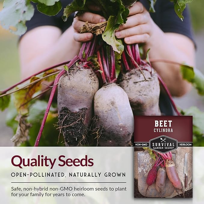 Survival Garden Seeds - Cylindra Beet Seed for Planting - 2 Packs with Instructions to Plant and Grow Dark Red Beets in Your Home Vegetable Garden - Non-GMO Heirloom Variety - Seed Planting Vegetable